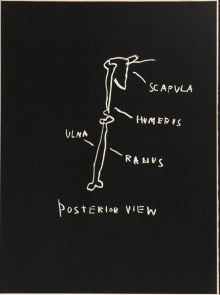 Jean-Michel Basquiat: Signed Set of 2 works Rasmus of Mandible and Posterior View  (Anatomy Suite), 1982