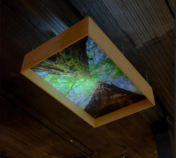 Ryan Frank Overhead (Twin Redwoods) 2015