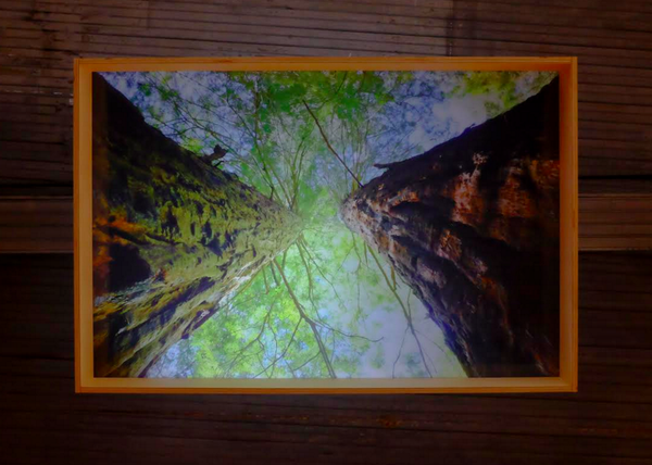 Ryan Frank Overhead (Twin Redwoods) 2015