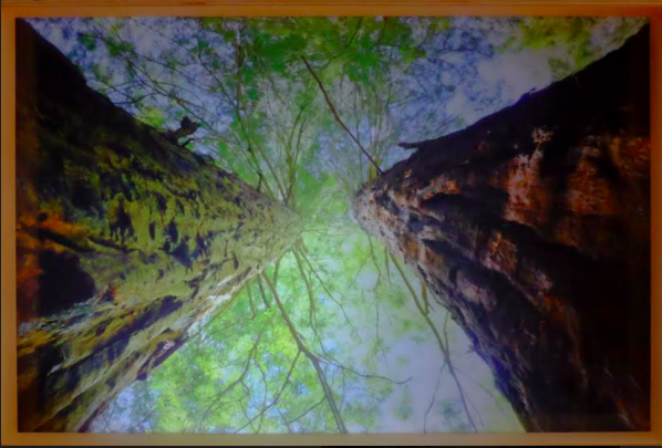 Ryan Frank Overhead (Twin Redwoods) 2015